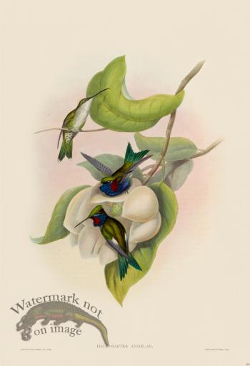 Gould Hummingbird 263